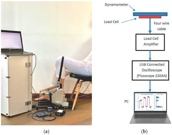 A Signal Processing Method for Assessing Ankle Torque with a Custom-Made Electronic Dynamometer in Participants Affected by Diabetic Peripheral Neuropathy